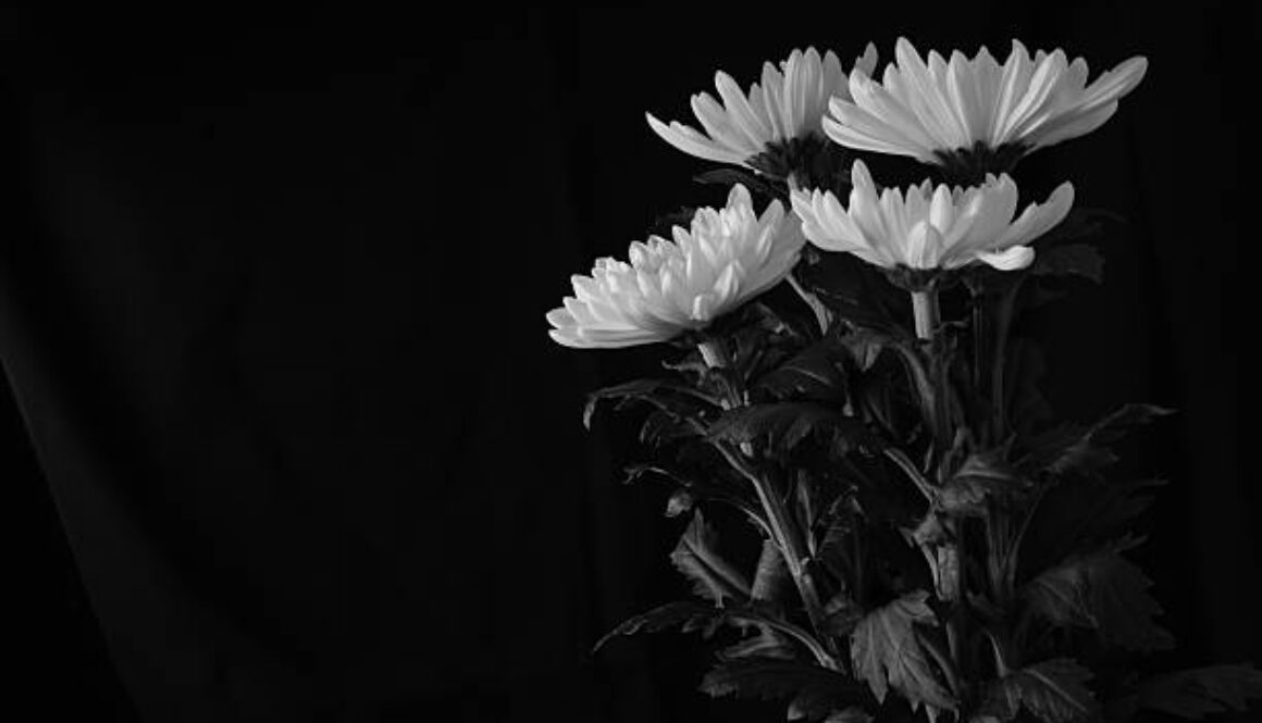 White chrysanthemum in a black background.