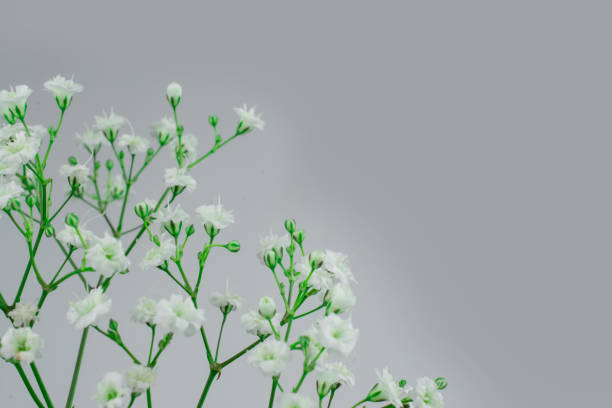 beautiful flowers with text condolences