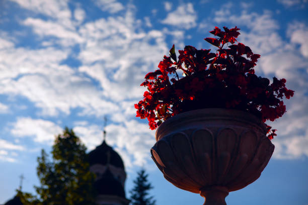Flower pot in the dusk light with domes on the background