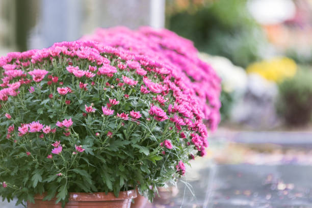 Visiting the cemetery in All saints day, there was a lot o flowers and candles.