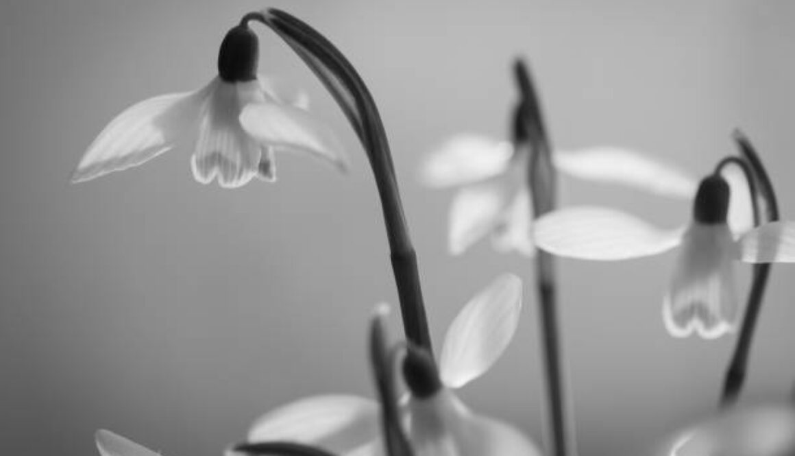 Opieka nad grobami i nagrobkami w Wejherowie – pielęgnacja miejsca spoczynku przez Calvaria