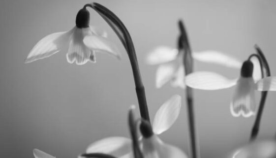 Opieka nad grobami i nagrobkami w Wejherowie – pielęgnacja miejsca spoczynku przez Calvaria