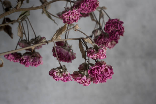 Sprzątanie po zgonie i dezynfekcja mieszkania – profesjonalna usługa Calvaria Wejherowo